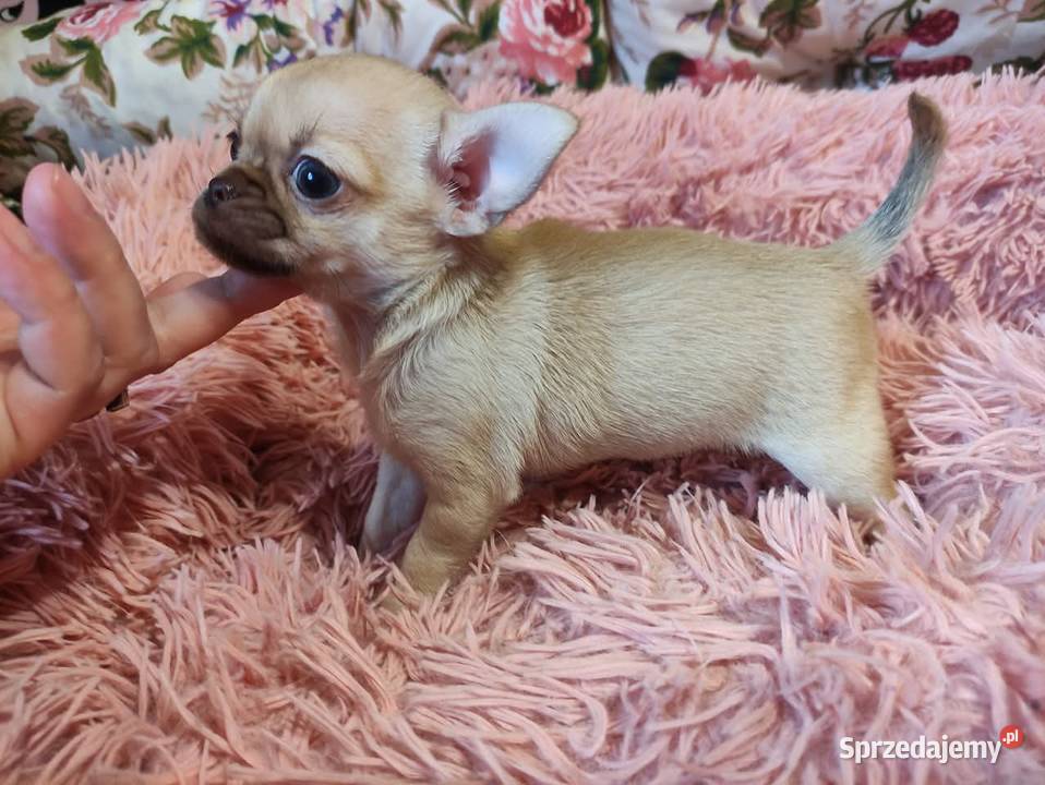 Cudnej urody mini suczka chihuahua Rodowód 4 świętokrzyskie Starachowice sprzedam