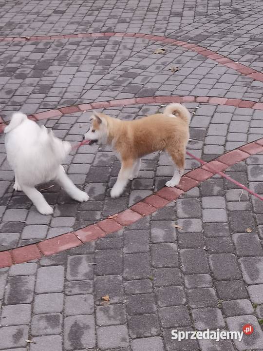 Szczenięta rasy Akita Inu opolskie Namysłów