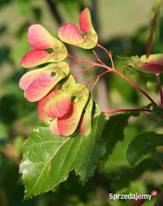 KLON TATARSKI Acer tataricum NASIONA 1500 sztuk Nasiona Lubanie