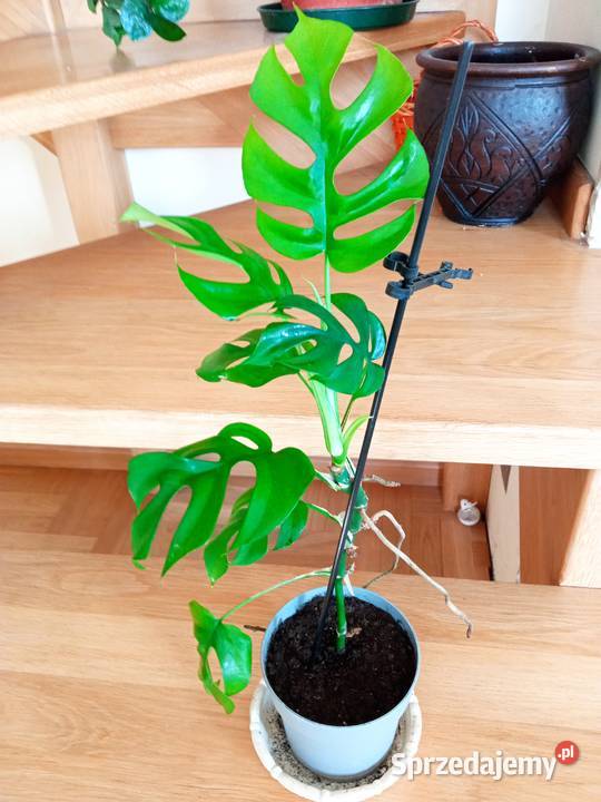 Filodendron szczawik monstera i inne Białystok