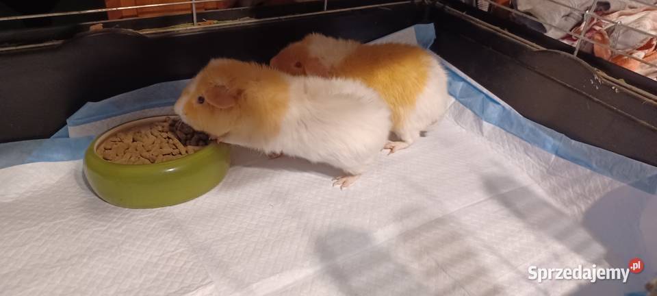 Świnki morskie rasa TEDDY 55 miesięczne samczyki Poznań