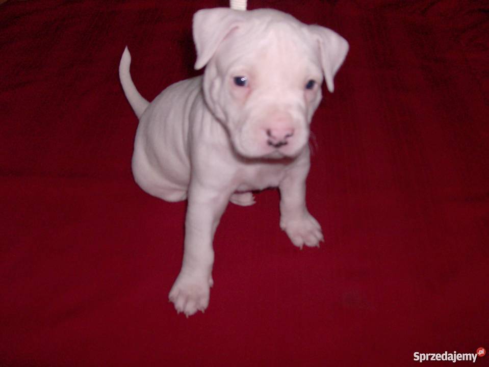 Mocne szczeniaki Amstaff