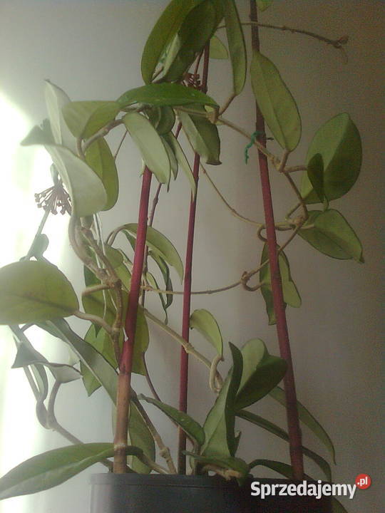 sprzedam hoja różowa sprzedam