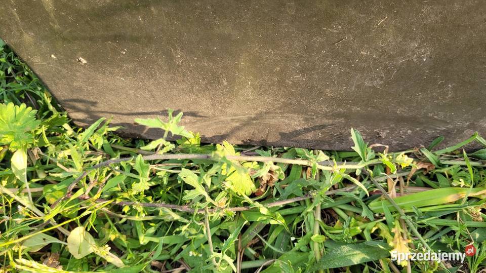 Drzwi Citroen Xsara Picasso mazowieckie Łagów