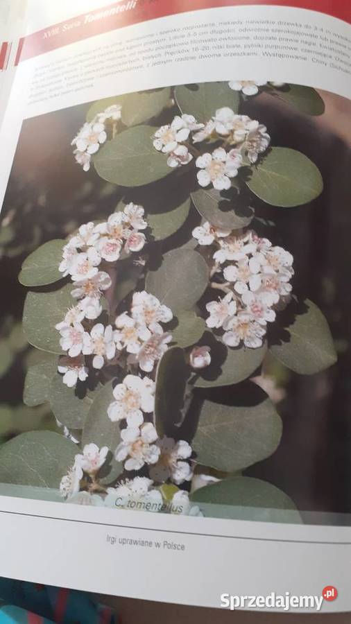 Irgi uprawiane w Polsce Książki i Podręczniki Szczecin