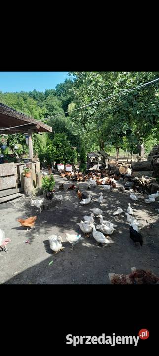 Jaja wiejskie kury kaczki na rosół podkarpackie Dybawka