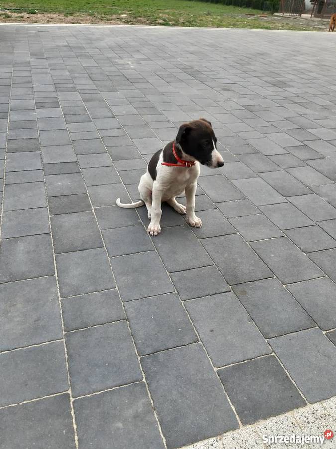 Chart polski śliczne szczenięta Pozostałe mazowieckie