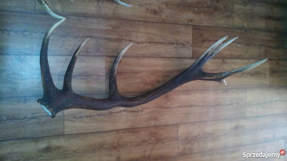 Tegoroczne poroże jelenia 14stak Para