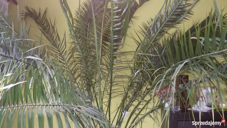piekna palma daktylowa odcienie zieleni Istebna