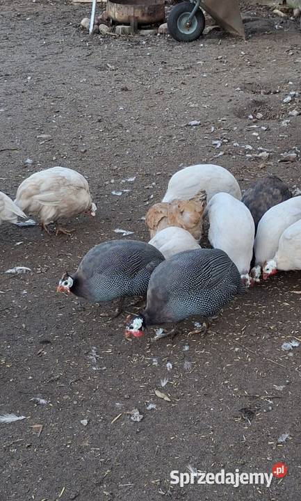 Perliczki samice i samiec Giełda zwierząt Bielsk Podlaski