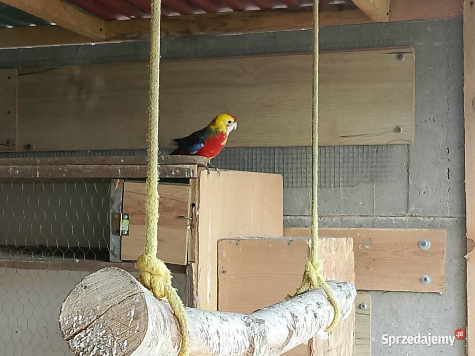 Rozella królewska samica kujawsko-pomorskie Dyblin