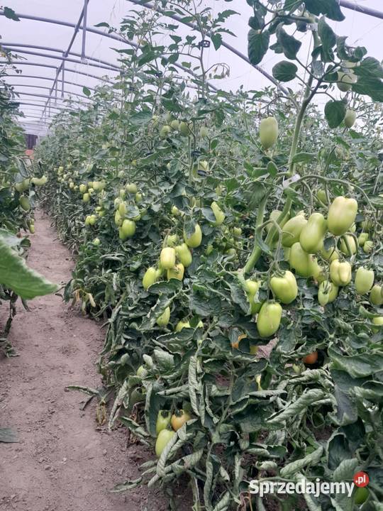 Nasiona Pomidor gruntowy Dyno F1 clause Sandomierz