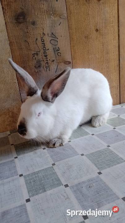 Samica Kalifornia zakocona świętokrzyskie Czarzyzna