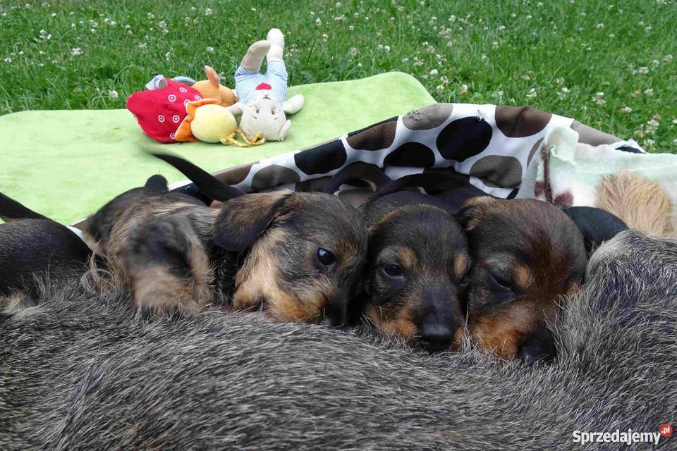 Jamniki szorstkowłose miniaturowe Tychy