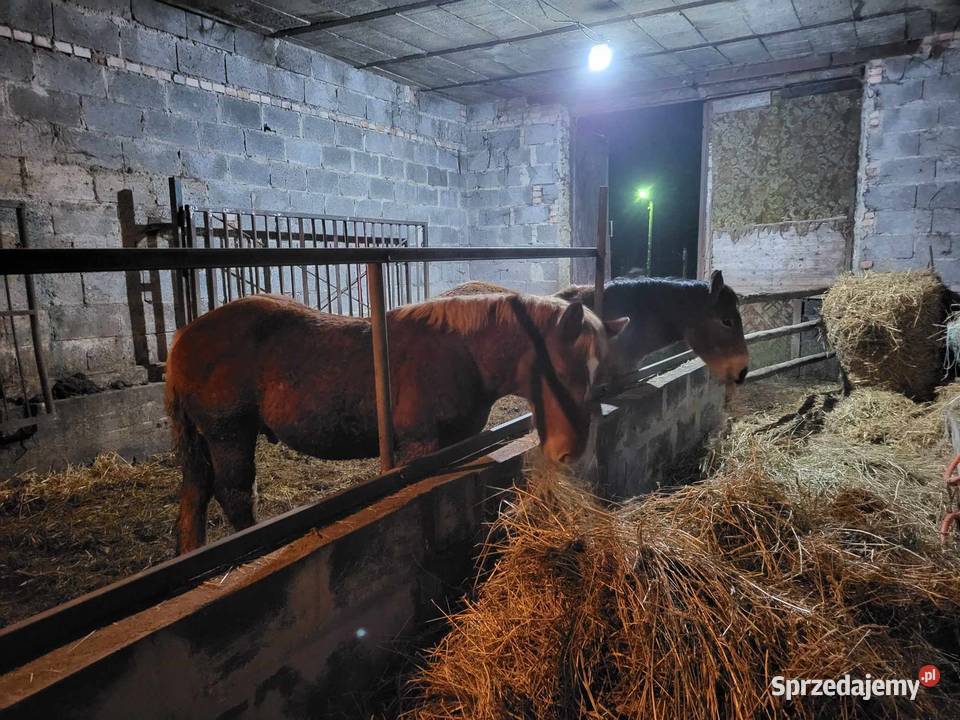 sprzedam ogierki dolnośląskie Złotno