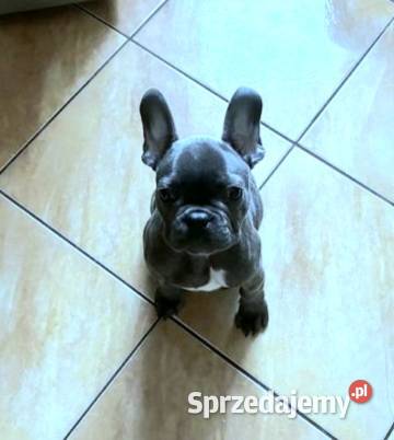 Buldog francuski blue Buldog Pabianice sprzedam