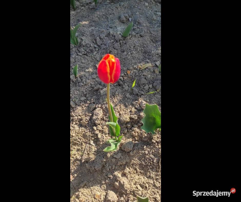 Sprzedam Cebulki Tulipanów Holenderskich Zamość