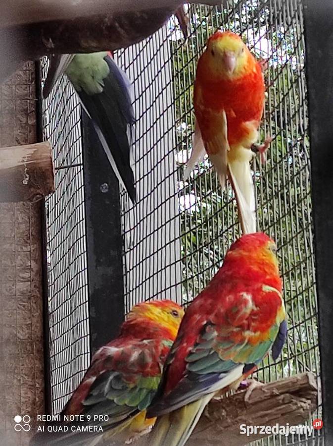 Sprzedam Aleksandretty świergotki i inne ptaki Kalisz