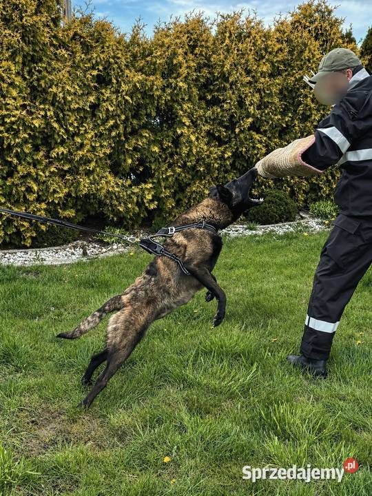 Owczarek belgijski Malinois Psy
