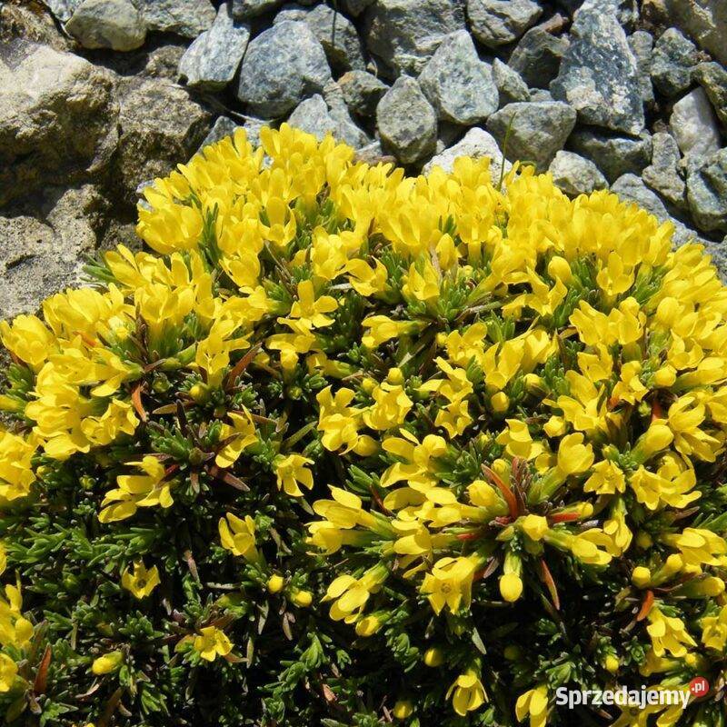 ZAMÓW JUŻ DZIŚ Z CENĄ ZIMOWĄ
WYSYŁKA 15 MARCA Opole