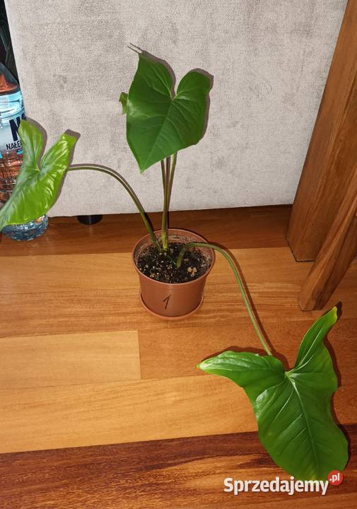 Duże syngonium nie znam dokładnego gatunku Warszawa