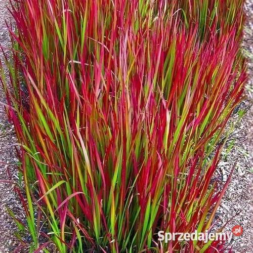 Trawy ozdobne miskant kostrzewa ostnica Jelitów