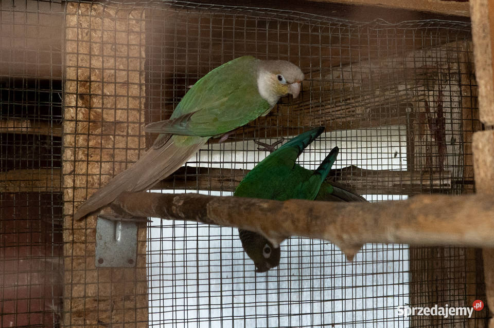 Para rudosterki zielonolice podkarpackie Chmielnik