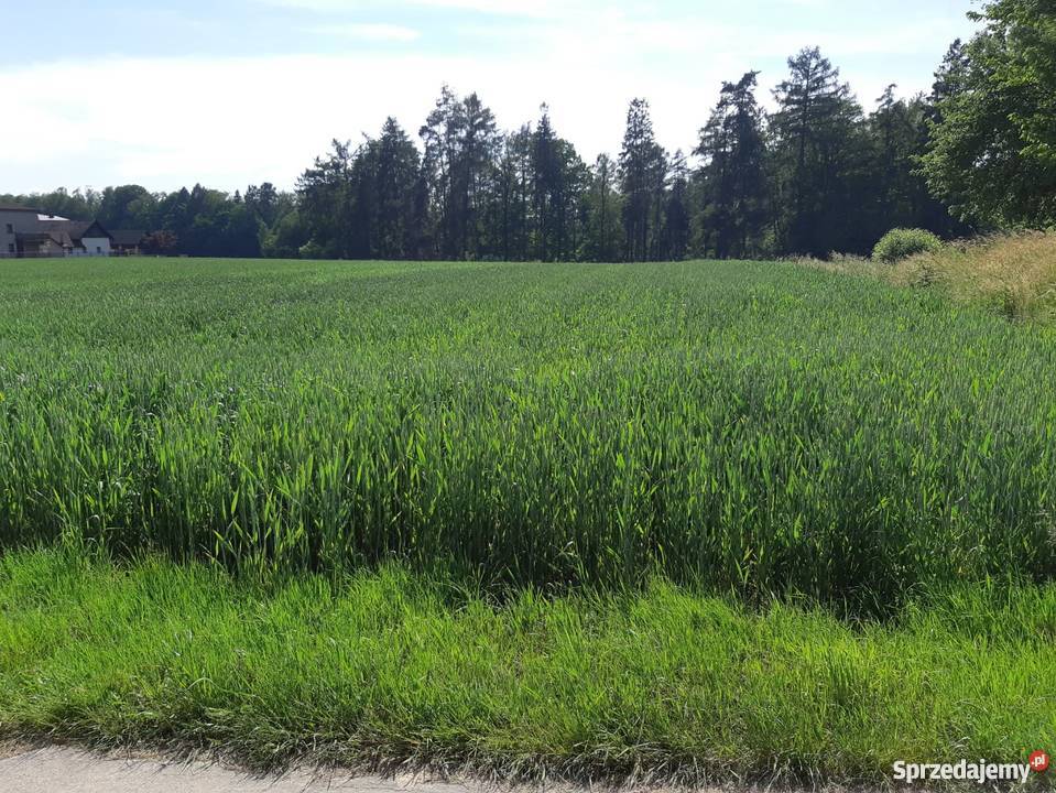 Działka rolna z domkiem śląskie Kończyce Małe