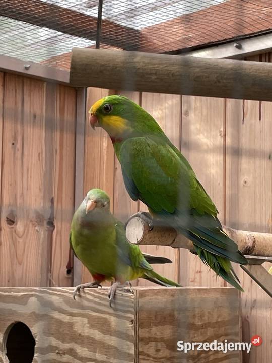 Barabanda Księżniczka Tarczowa Opole