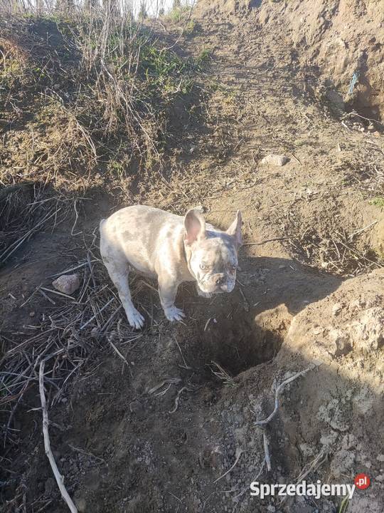 Buldog francuski lilac merle Buldog Wronki