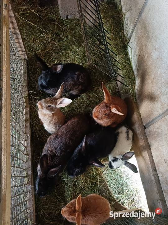 Króliki różne wielkości małopolskie Nowy Sącz