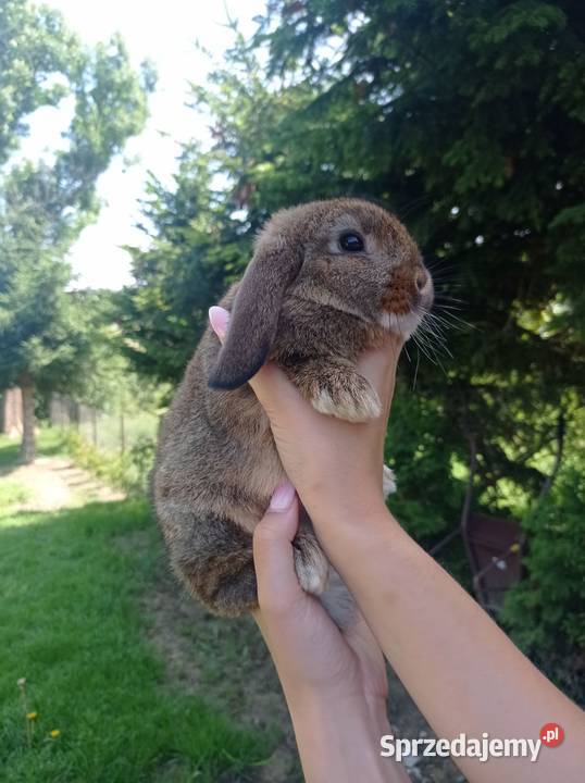 Króliczki Mini Lop Gryzonie Jaśliska