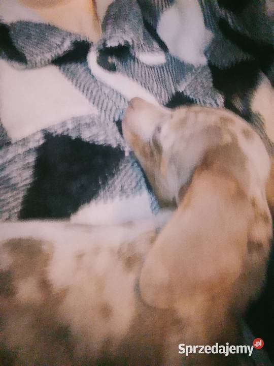 Jamnik miniaturowy merle izabell Garbów