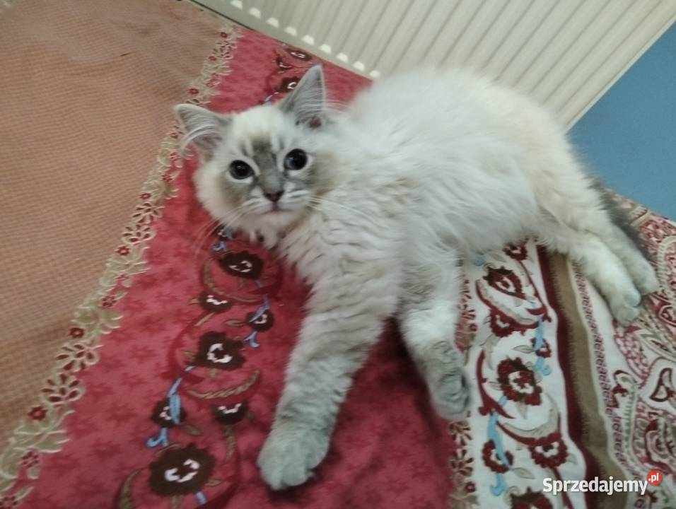 Wyjątkowy kocurek Blue Lynx wspaniałych Ragdoll Wrocław