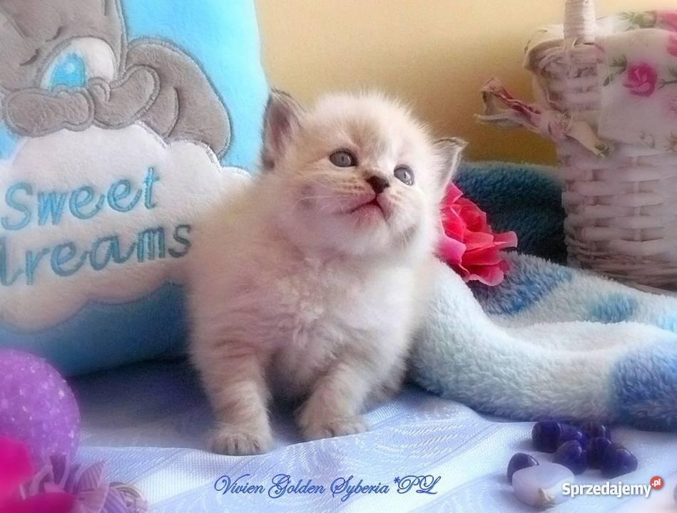 Kocięta syberyjskie rodowodowe Tczew sprzedam