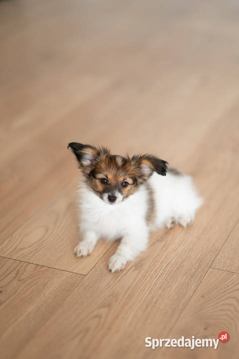 Szczeniak Papillon Spaniel Kontynentalny ZKwP Kalisz