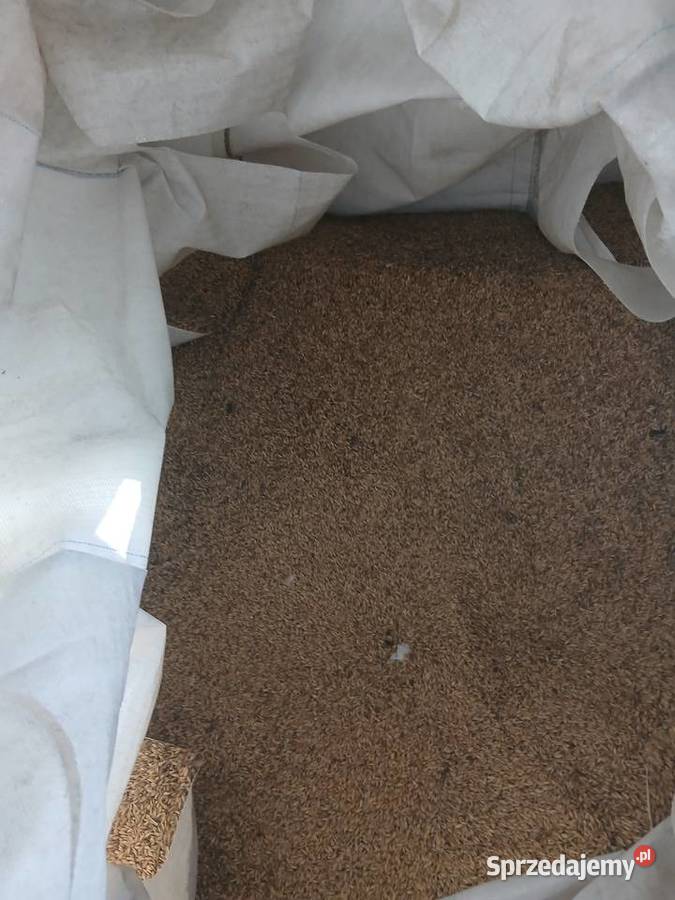 Pszenica jęczmień owies Zbiór 2025 Ozimek