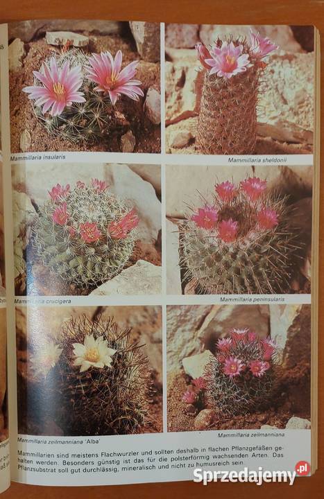 Ratschlge fr den Kakteenfreund Siegfried Brehme