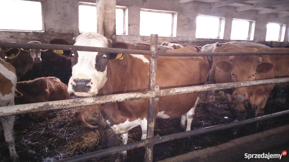 Sprzedam krowy i jałówki mięsne Rąbino sprzedam