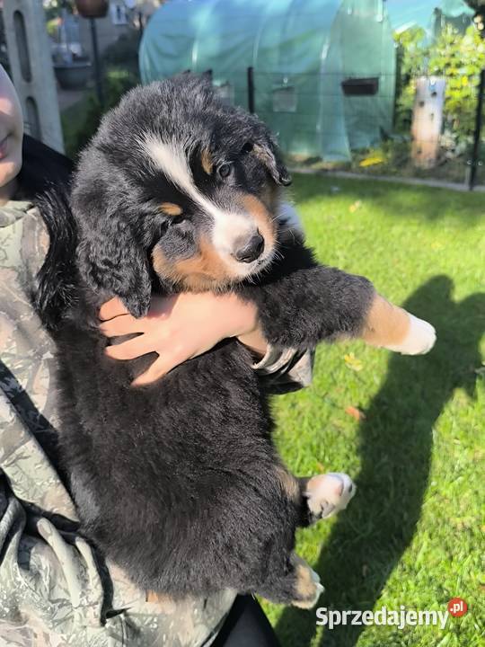 Berneński Pies Pasterski Kłodzko sprzedam