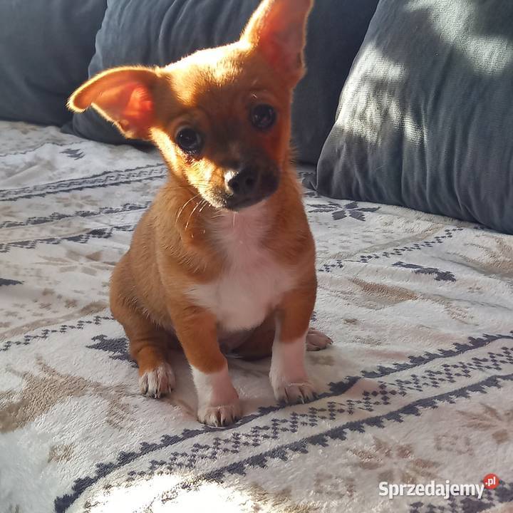 Chihuahua Reducin