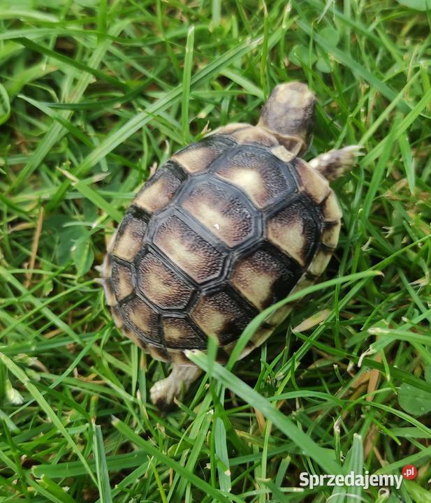 Żółw grecki Testudo hermanni sprzedam Dąbrowa Górnicza