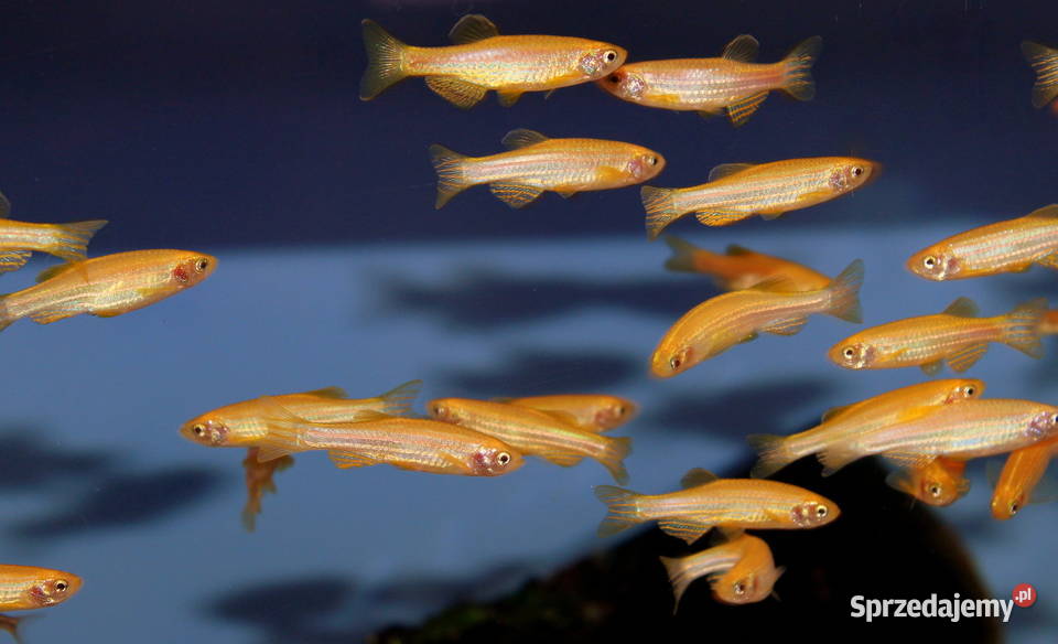 Danio pręgowany odmiana GOLD Brachydanio zebra Gdańsk