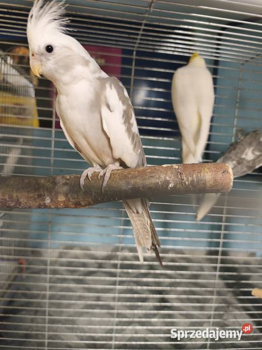 Nimfy Lutino białogłowe standardy itp Poznań