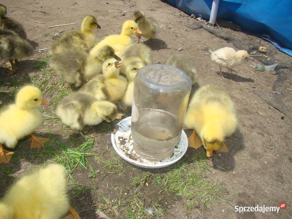 Sprzedam gąski gęsi Rolnictwo