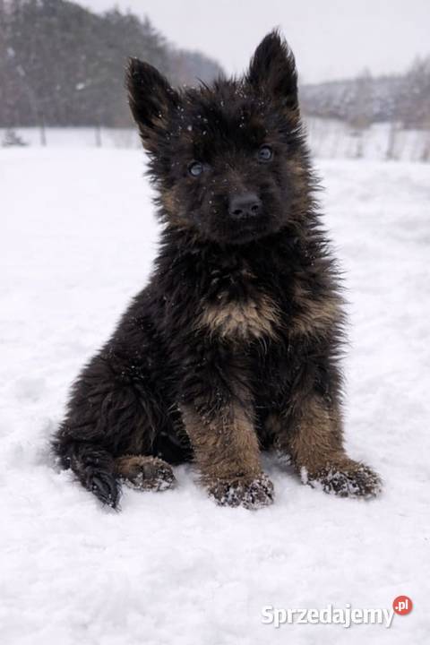 Owczarek Niemiecki długowłosy Zwierzęta Sosnowo