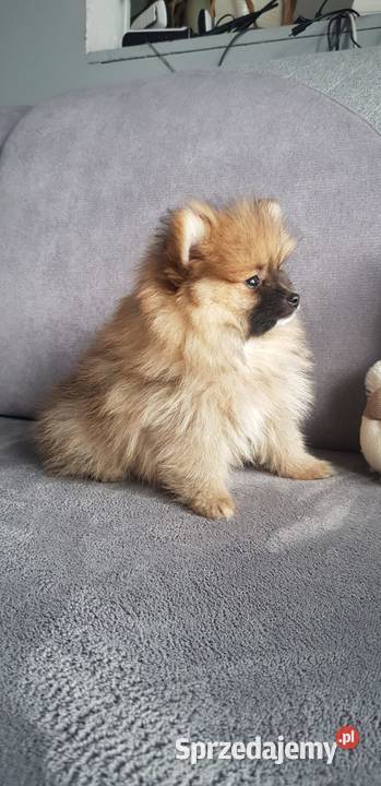 Pomeranian szpic miniaturowy typ BOO Łagów