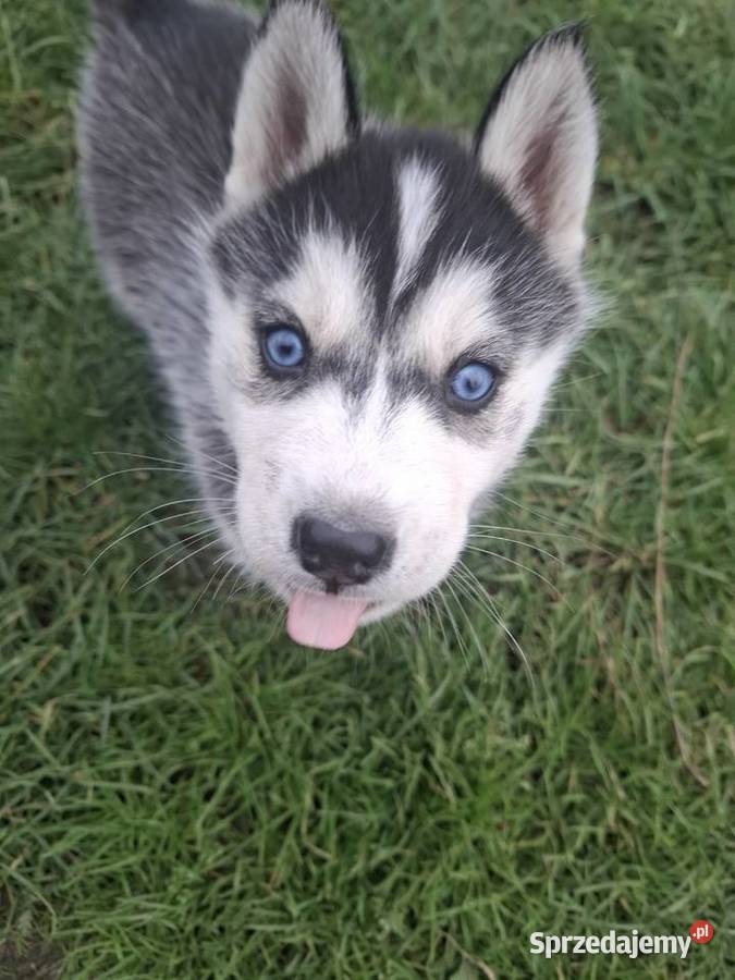 Szczenięta Husky Zwierzęta Jędrzejów