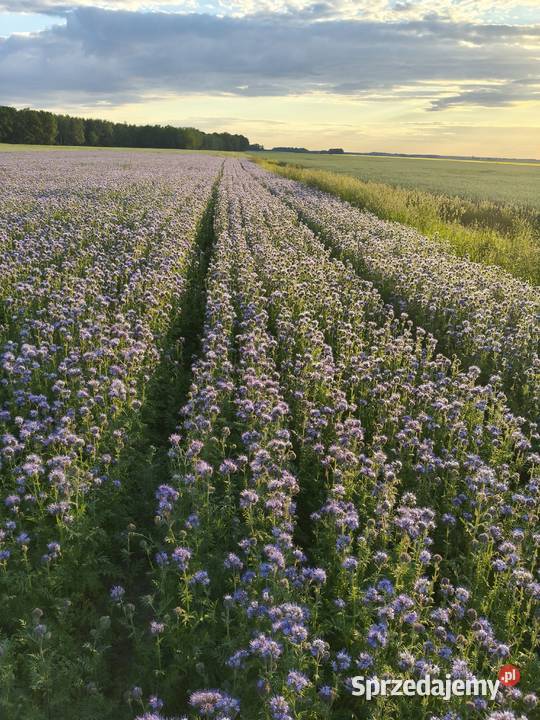 Facelia błękitna zbiór 2026 Kluczbork