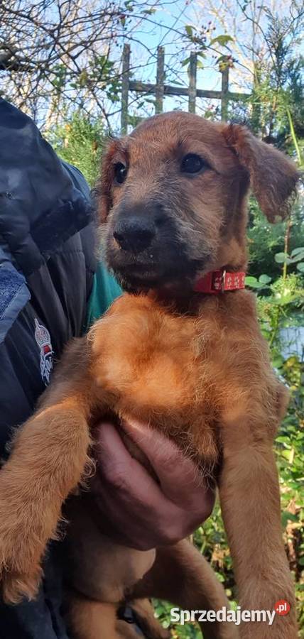 Terier irlandzki Klonowo Dolne